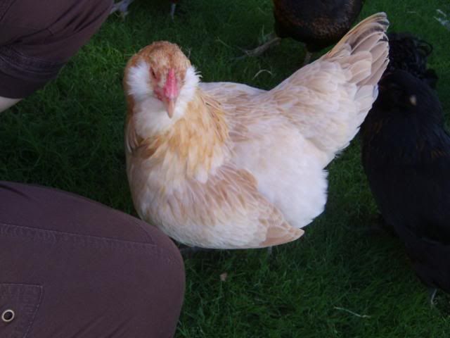 Ameraucanas008.jpg