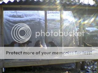 allofmychickencoops005.jpg