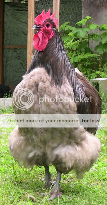 junehoss.jpg