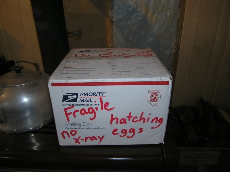 LeghornEggs1.jpg