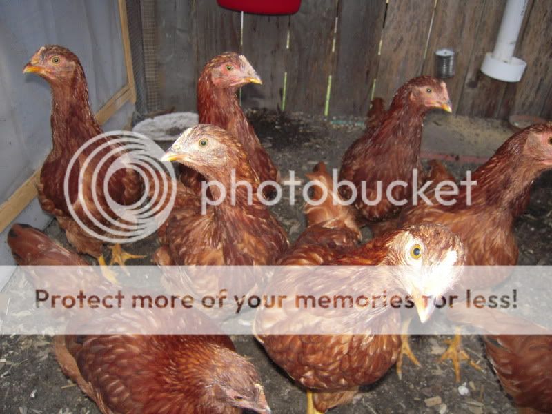 Chickens-01-04-11-001.jpg