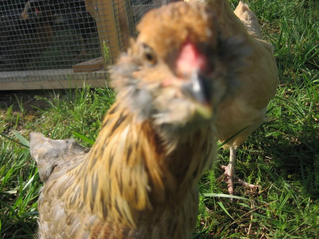 chickensandhorses005.jpg