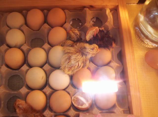 Babychicks011.jpg
