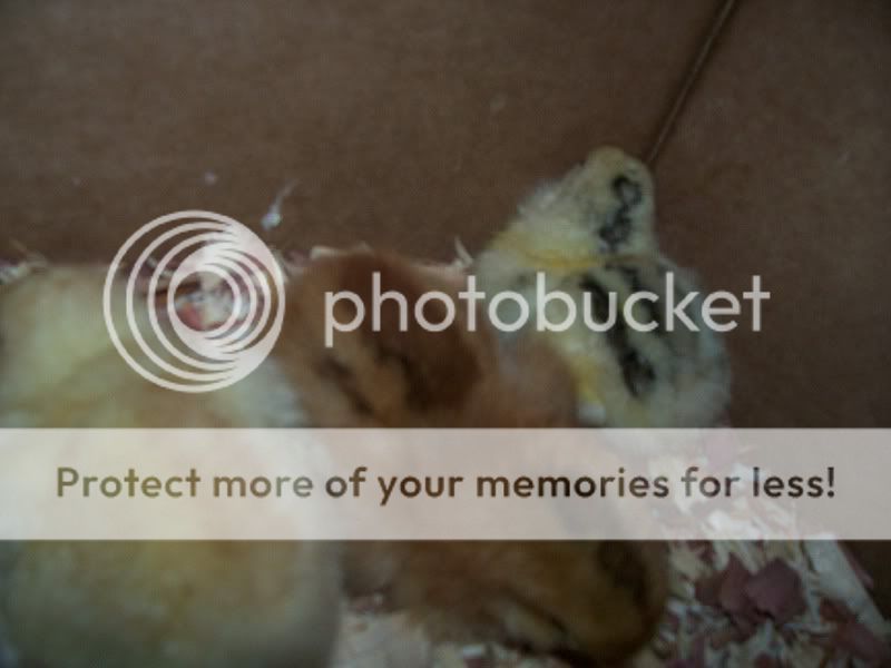 CHICKENS007.jpg