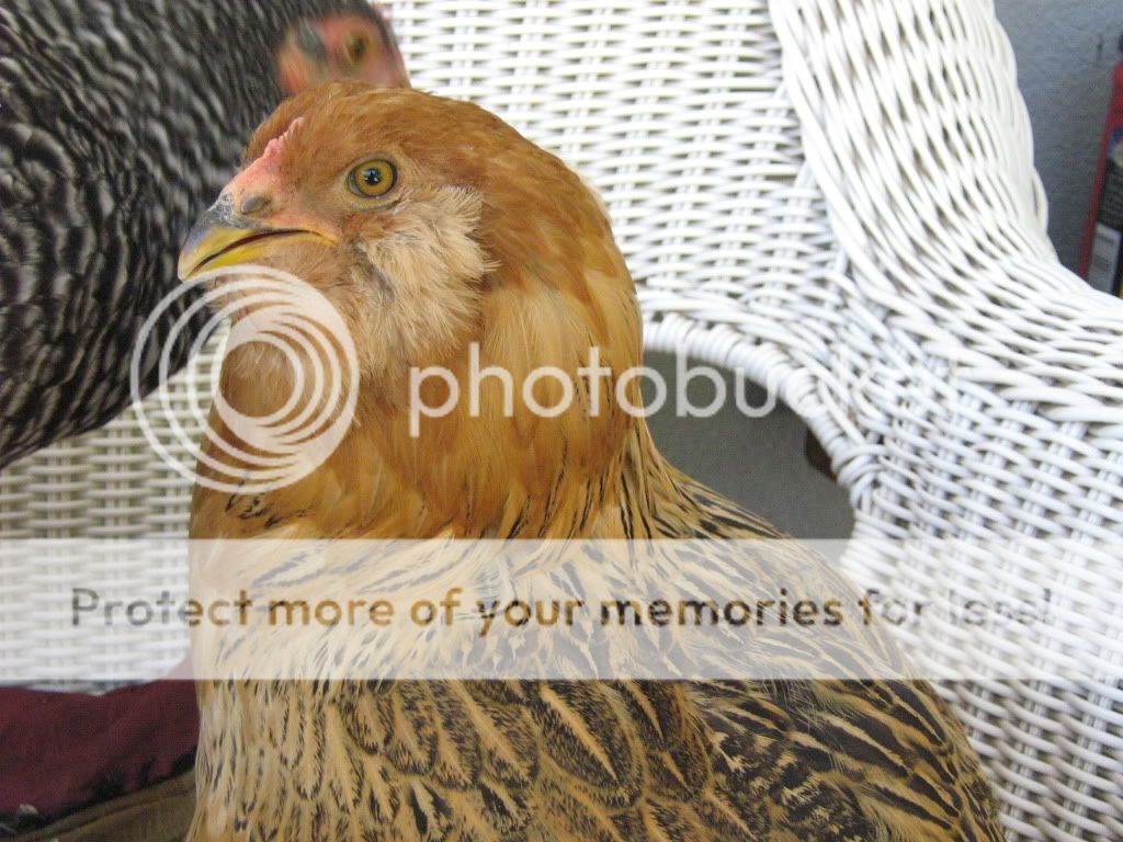 Chickens14and10weeks005.jpg