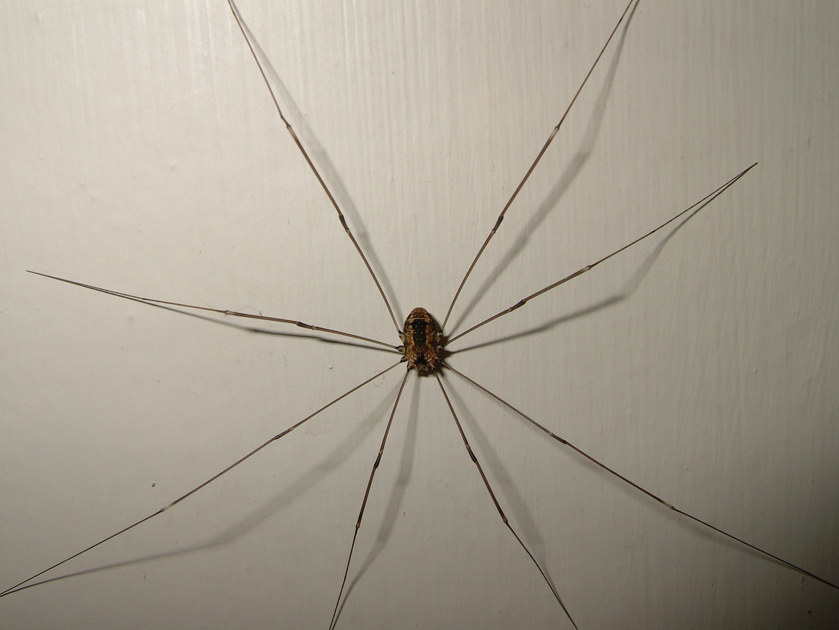 Harvestman_Spider.JPG
