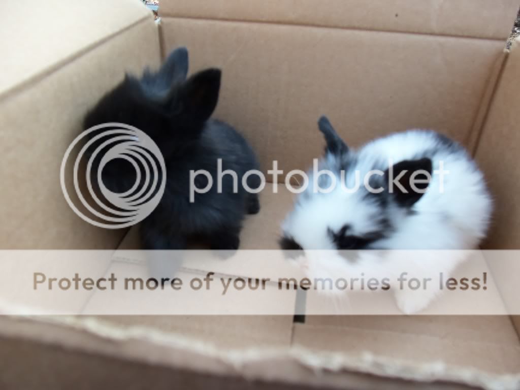 rabbits008.jpg