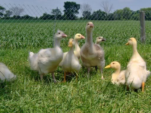 ducksngeese004.jpg