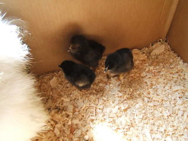 chickens037.jpg