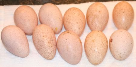 turkeyeggs.jpg