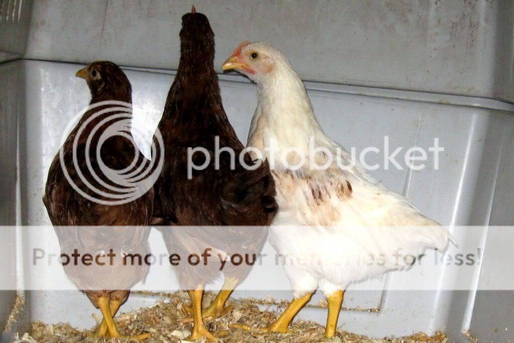 chickens077.jpg