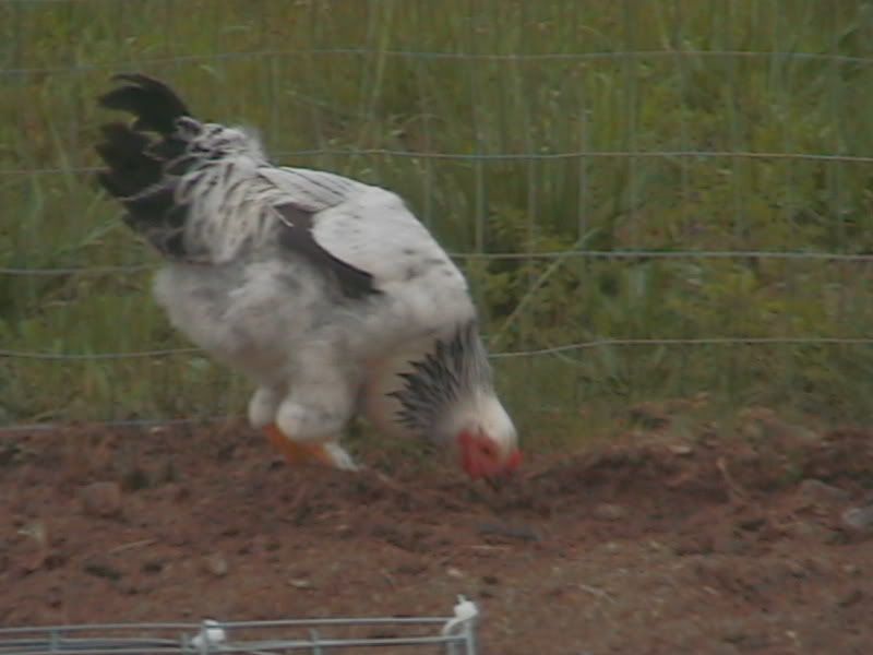 chicken025.jpg
