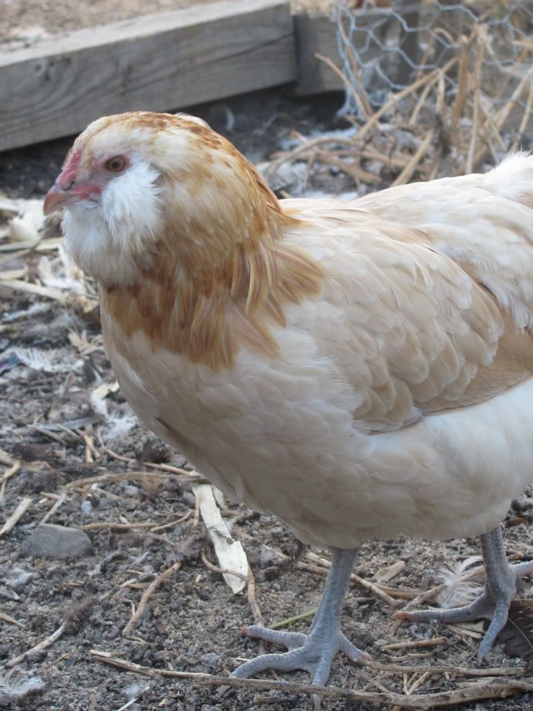 bwpullet2.jpg