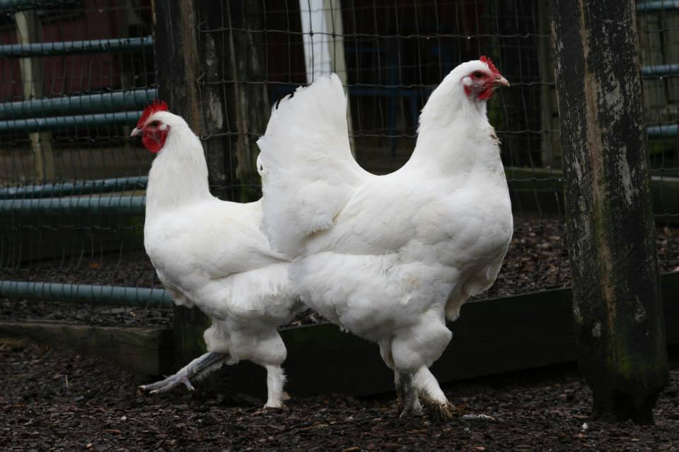 Langshan-Chickens2.jpg