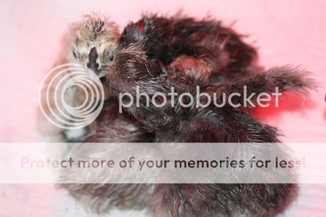 silkiehatch4.jpg