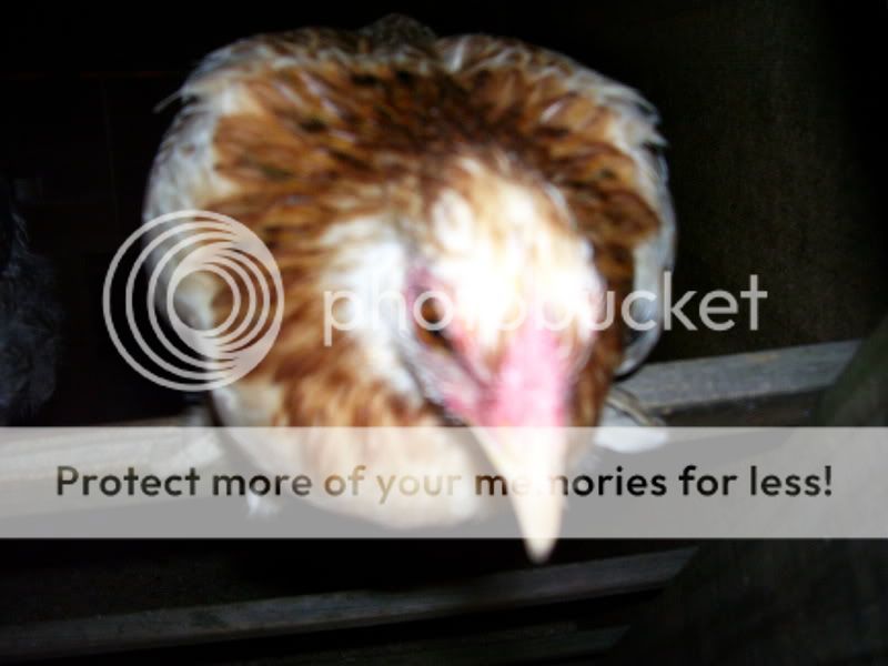 Chicks024.jpg