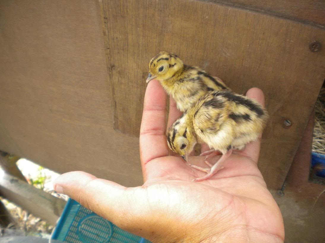 Chicks4.jpg