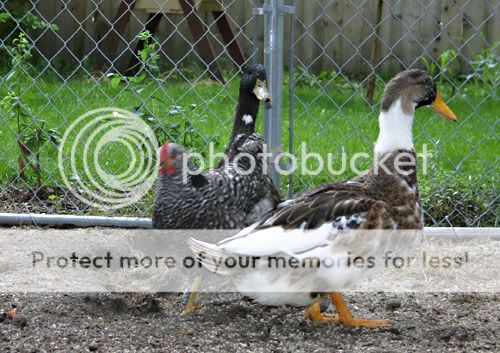 zthetrio.jpg