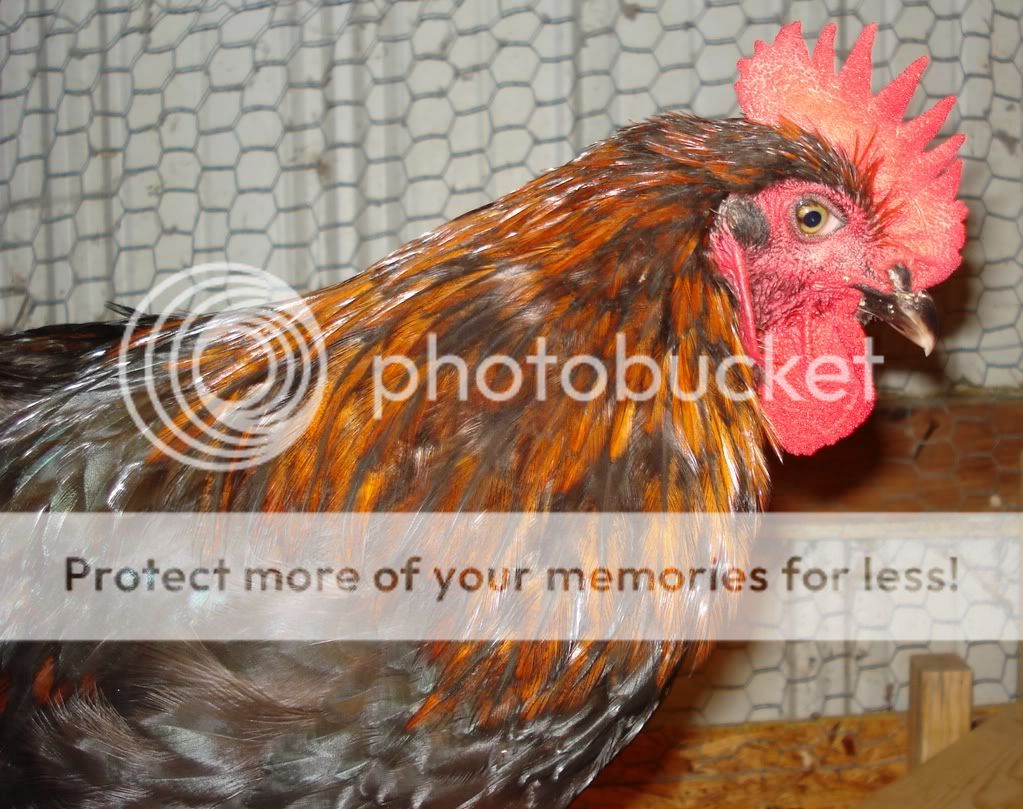 Francoise-16wkse.jpg