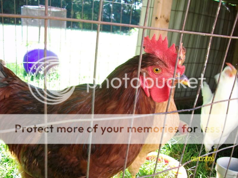 roosters001.jpg