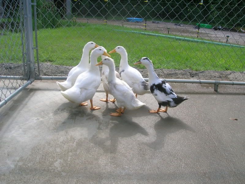 DSCN3436.jpg