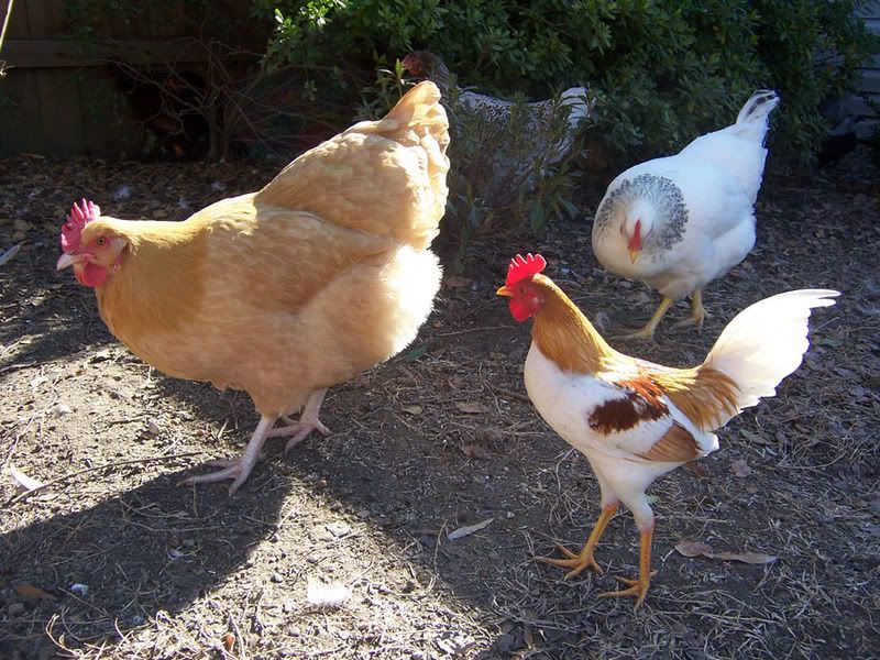 CorneliousClementine01.jpg