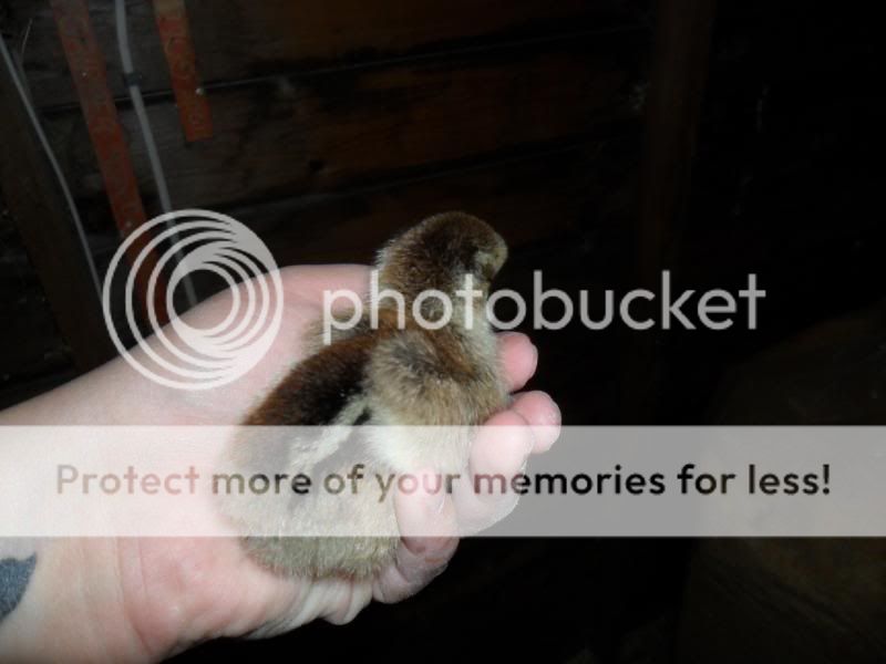 SAM_0235-Copy.jpg