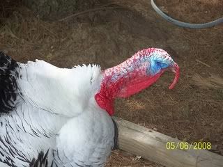 Tominmidgobble.jpg