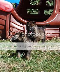 pup5.jpg