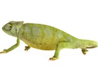 buy-graceful-chameleon.jpg