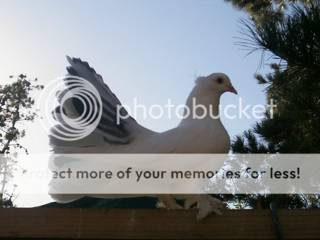 silver1.jpg