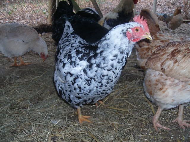 hens.jpg