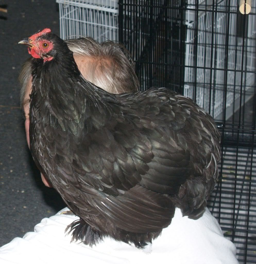 chickenonshoulder.jpg