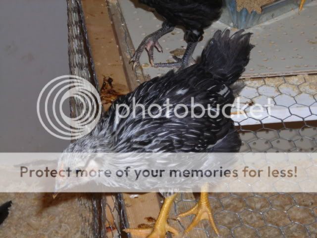 DSCN0508.jpg