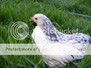 DSCF0023.jpg