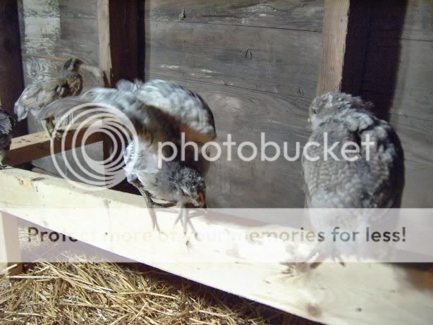 chicks4weeksold053.jpg
