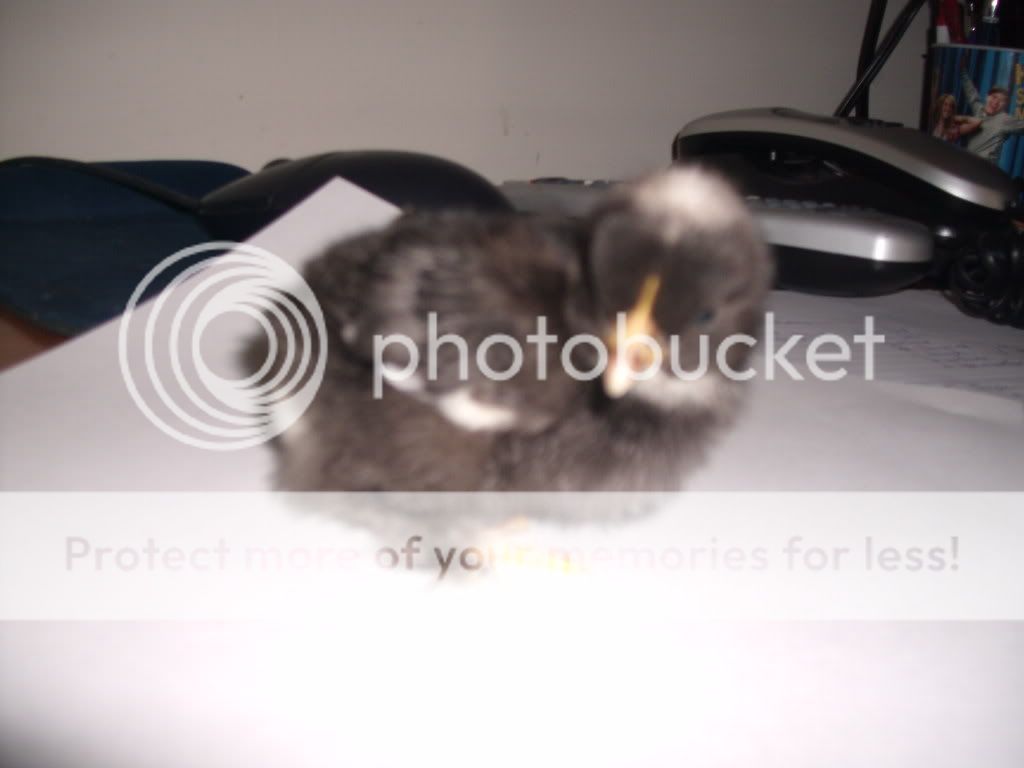 samsparty-chicks020.jpg