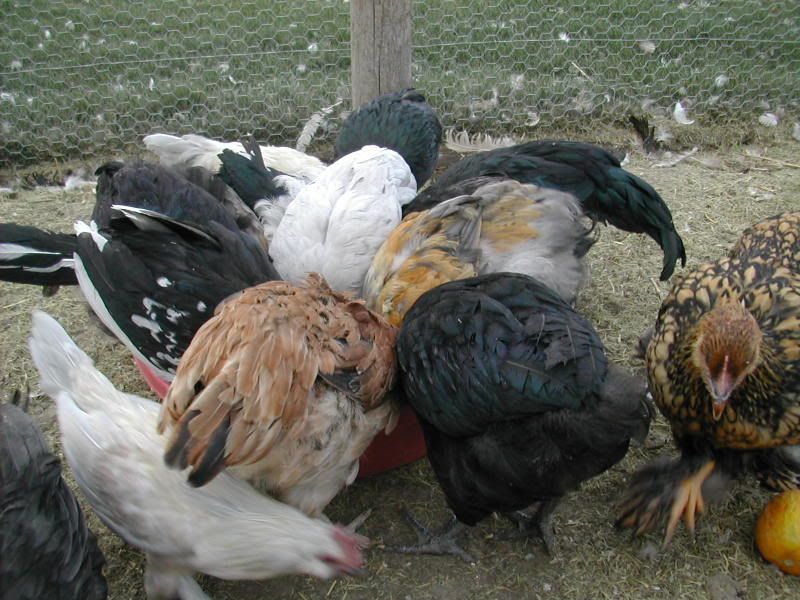 DSCN2800.jpg