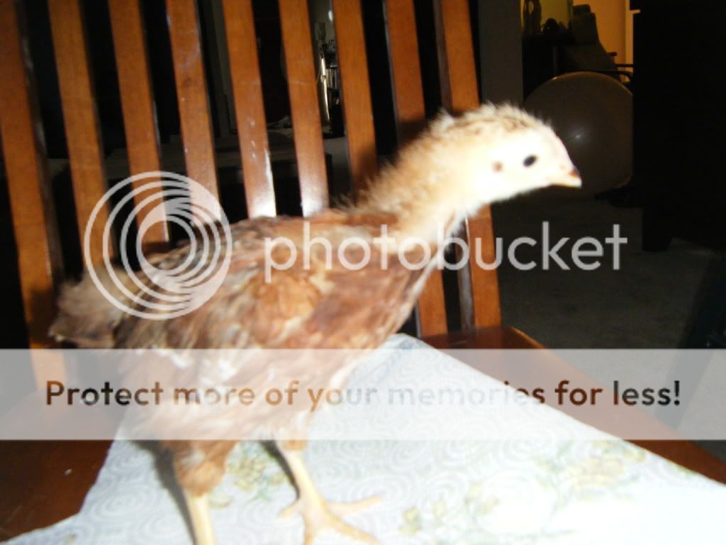 DSCF4741.jpg