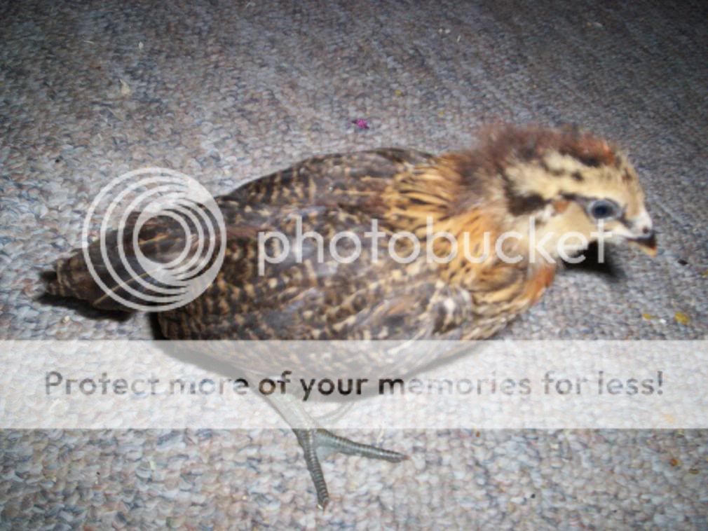 ChickensandSkidloader041.jpg