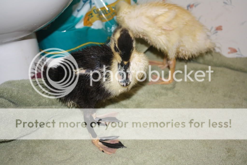 dogsandducks070.jpg