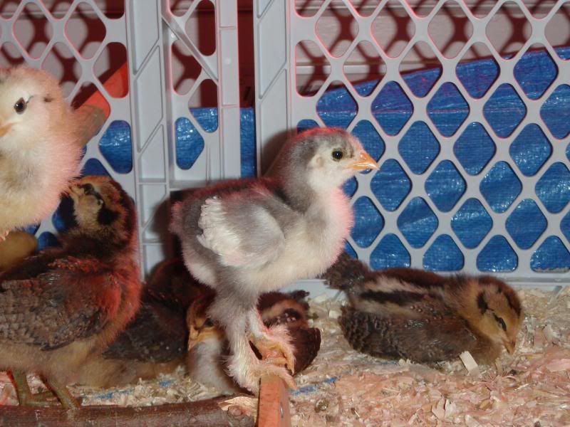 Chicksandkids123.jpg