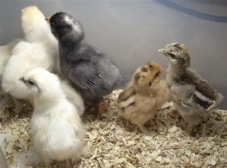 Chicks5-13.jpg