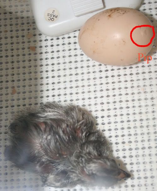 egg2-1.jpg