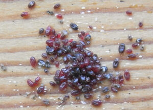 bloedmijten-infectie-300x215.jpg