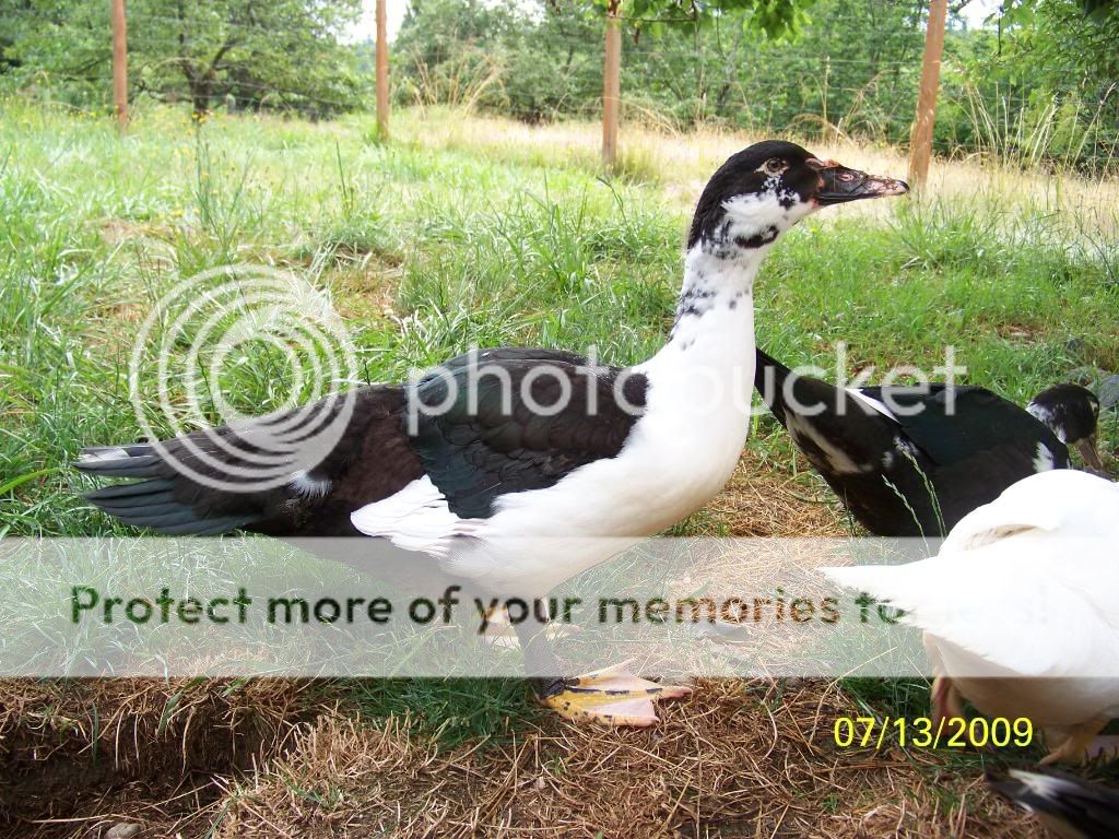 scoviedrakeRC.jpg