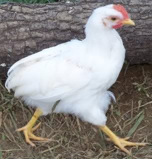 chicks002.jpg