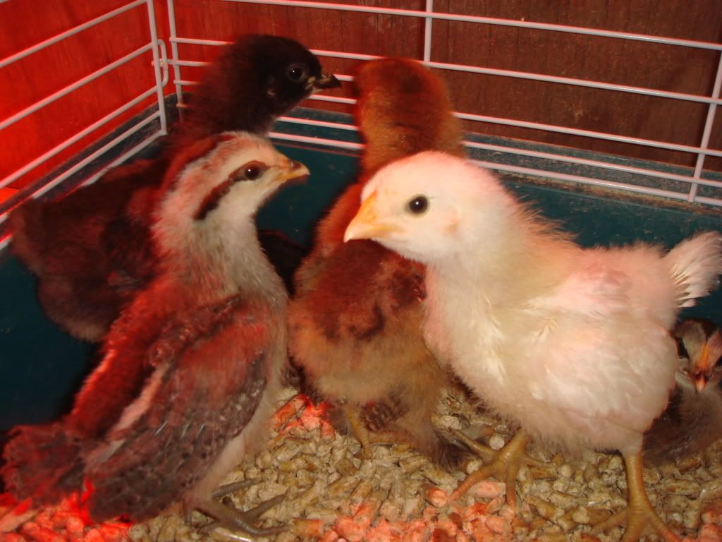 Chicks74and2wks18.jpg