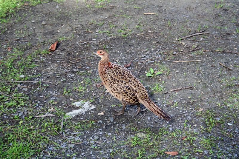 pheasant1.jpg