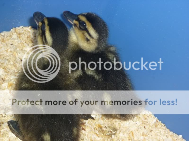 Ducks2.jpg